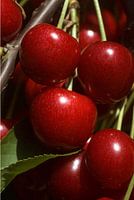 kersen aan de boom 2