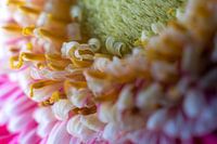 Le cœur de la Gerbera