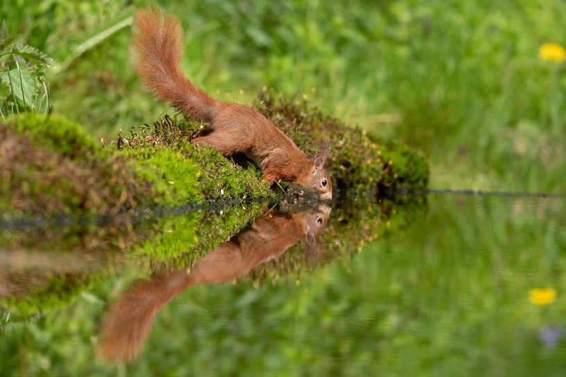 Eichhörnchen von Marjolein van der Mey