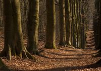 Soleil matinal à Veluwezoom