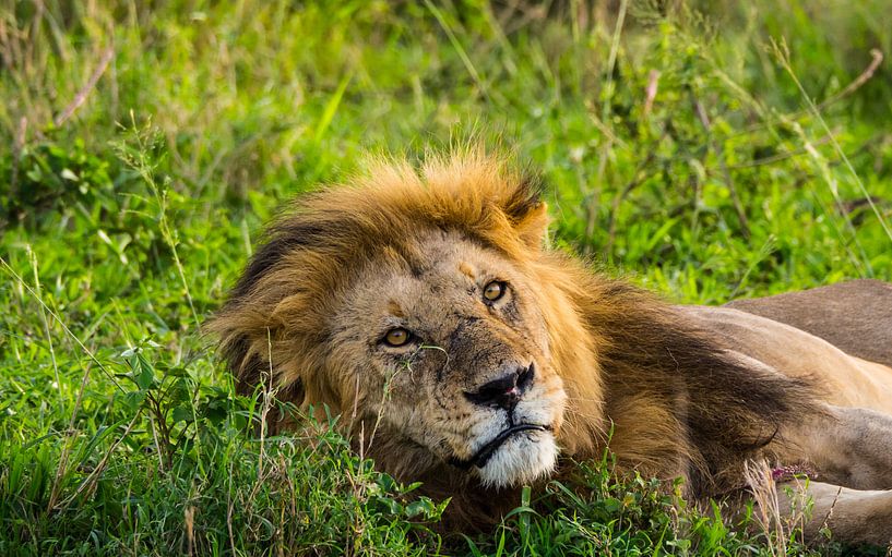 Lion in the long grass by Stijn Cleynhens