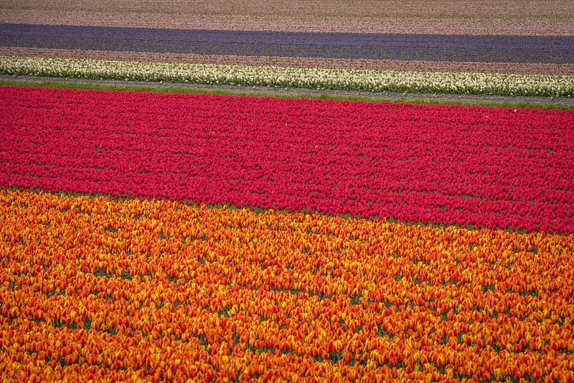 Bollenvelden von Gonnie van de Schans