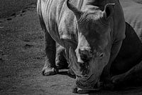 Rhinoceros in black and white