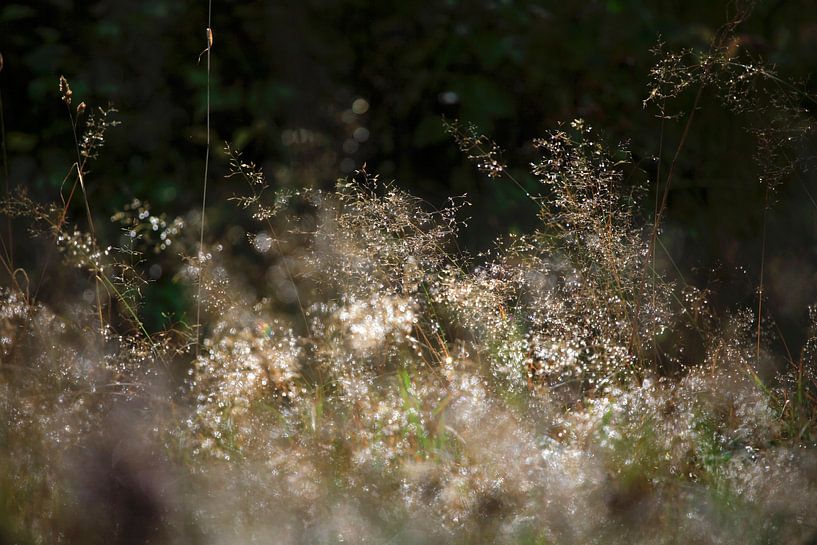 Fairytale forest by Thomas Jäger