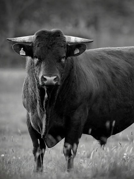 Here I am the boss by Herman Peters