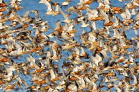 Uferschnepfen und Kanus im Wattenmeer