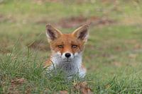 De ontroerende blik van een vos die je aankijkt