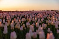 Tulip field in the evening sun