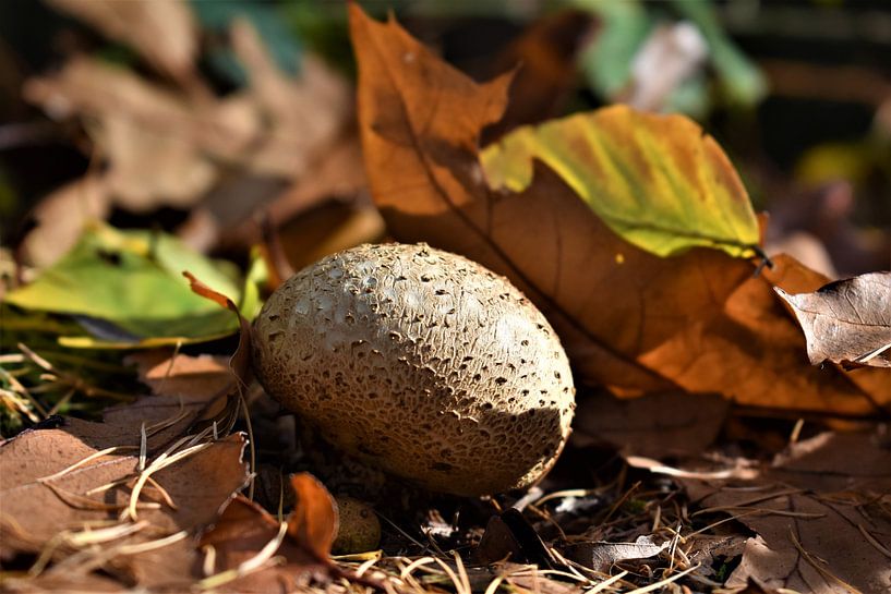 Paddenstoel van Bert Kottier