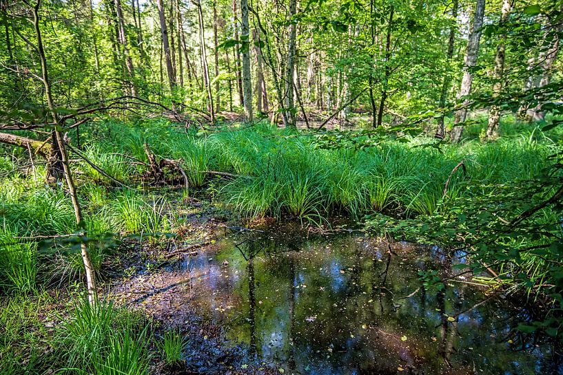 Forest walk by Thomas Riess