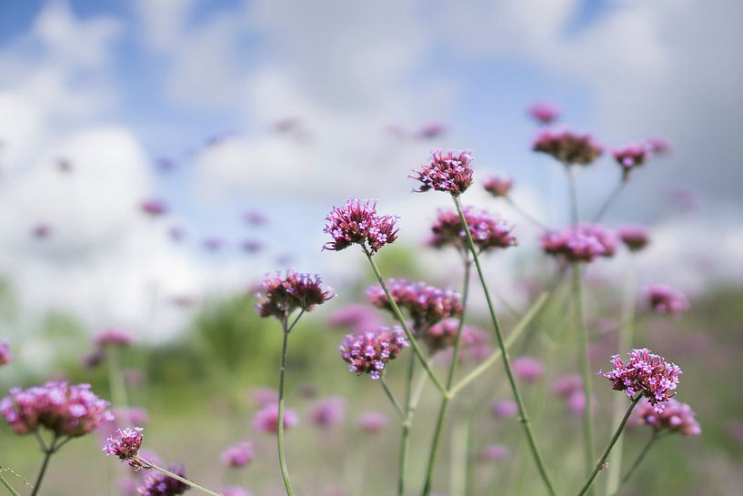 IJzerhard met blauwe lucht by Juliën van de Hoef
