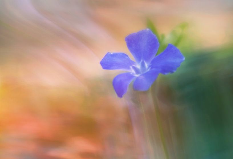 purple flower by Remco loeffen