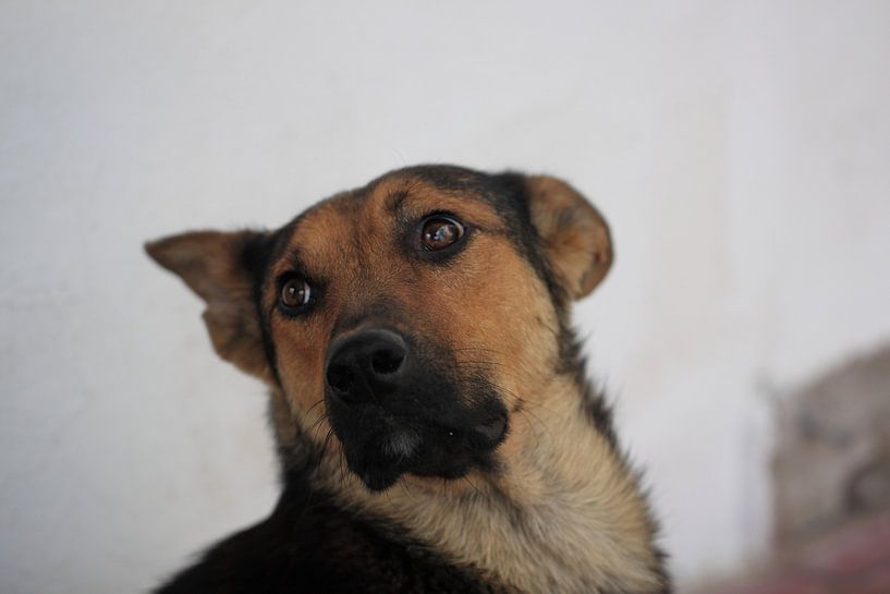 Hund von Jerry van den