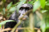 Chimpanzee / African landscape / Nature photography / Uganda