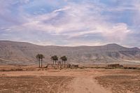 Huisje met palmbomen op Fuerteventura La Olivia