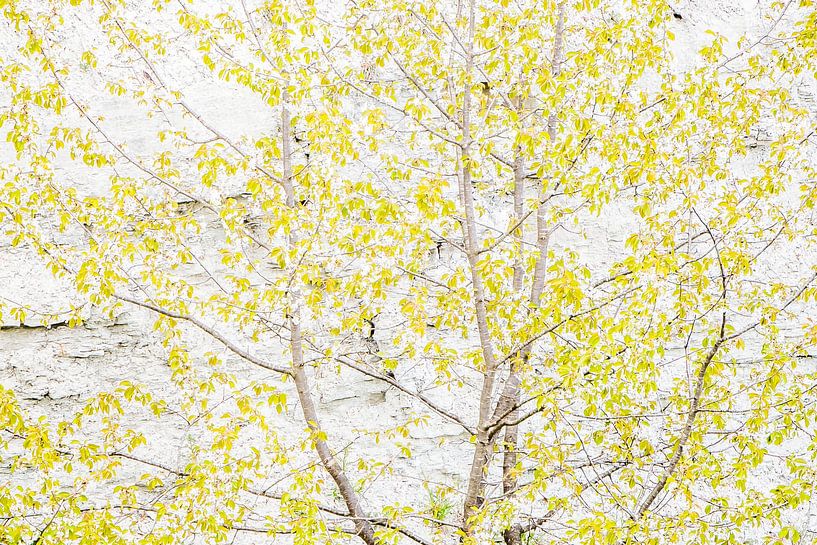 Abstraction du printemps par Danny Slijfer Natuurfotografie