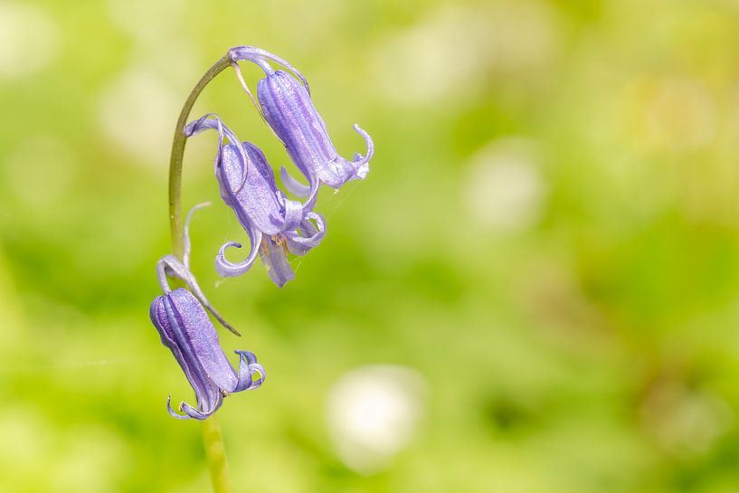 Purple bells by Jan Lambert