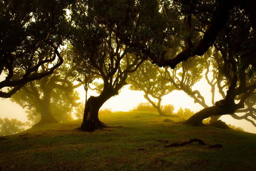 le soleil brille à travers les arbres sur Madeira le matin par jonathan Le Blanc