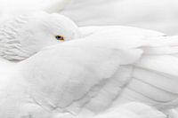 L'observateur silencieux