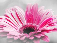 Gerbera Pink