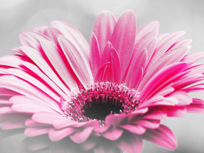 Gerbera Pink von Mirakels Kiekje