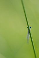 Blauwe waterjuffer op een rietstengel