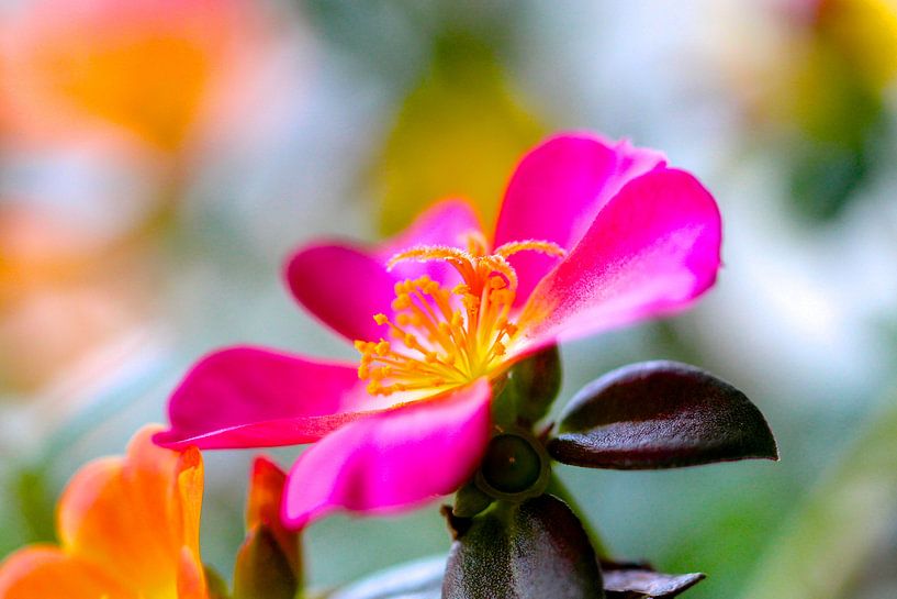 Bloeiende vetplant von Jellie van Althuis