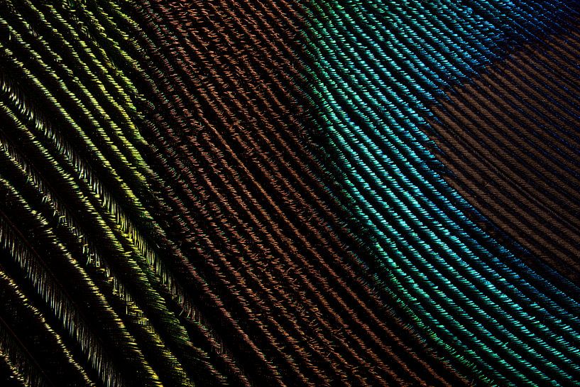 Un petit morceau d&#039;une plume de paon par Marjolijn van den Berg