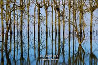 Als 't water stil is groeien de bomen