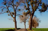 Mistletoe or mistletoe