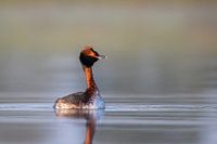 Ohrentaucher im Sommergefieder