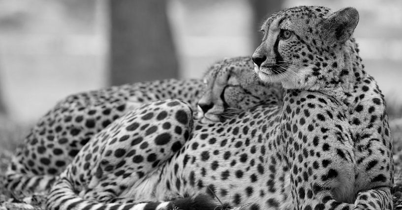 Le guépard surveille pendant que l'autre se couche délicieusement (en noir et blanc) par Patrick van Bakkum