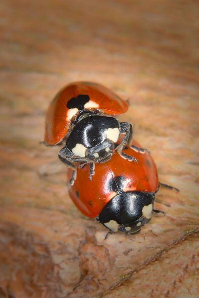 Mariënliebe von Jan van der Knaap