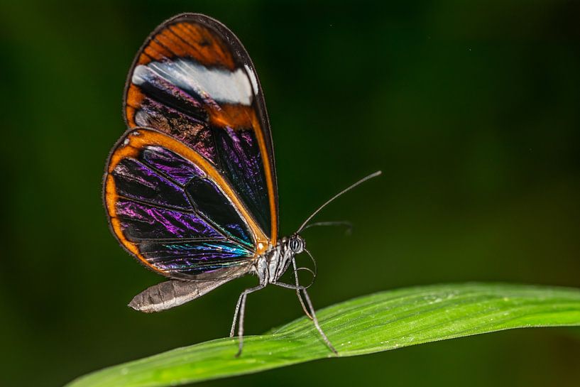 Sentiment d'été par Tiffany Heymans
