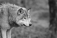 Grauer Wolf "schwarz und weiß