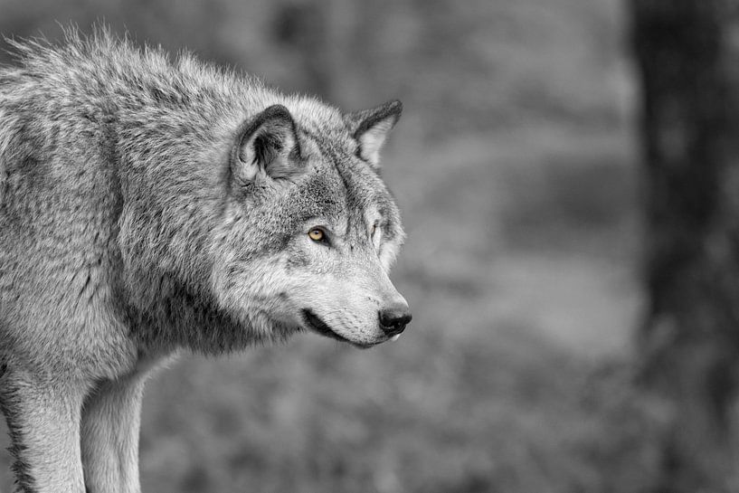 Grauer Wolf &quot;schwarz und weiß von Renald Bourque