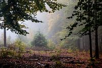 Ambiance automnale dans la forêt d'Amerong