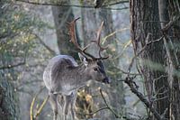 Damhirsche im Wald