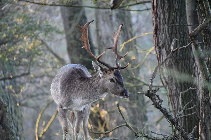 Damhirsche im Wald von Marcel Schouten