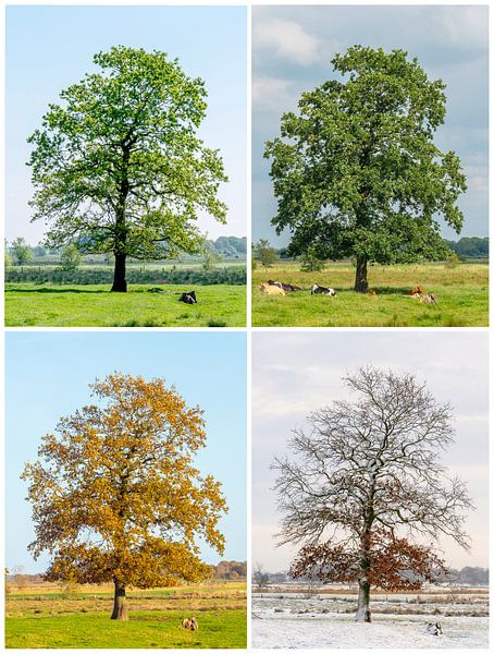 An old oak tree in all four seasons as a collage by Dieter König