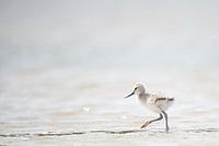 Jeune avocette en promenade