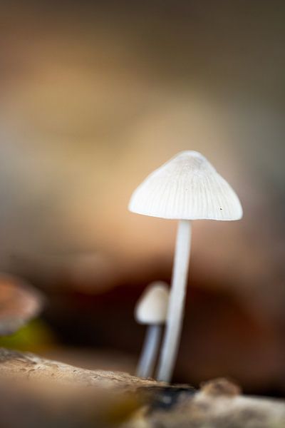 Under mothers parasol by Sake van Pelt