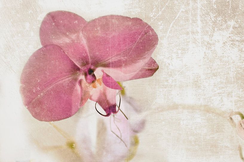 Orchid flower in pink by Christine Nöhmeier