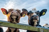 Nieuwsgierige koeien aan het hek koeienneus