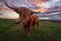 Highland cattle
