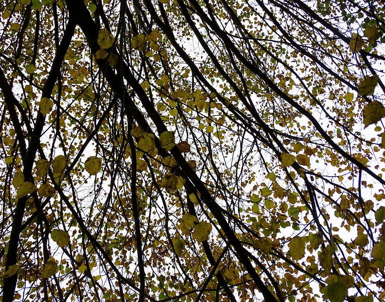 L'arbre d'encre par Eva van beek