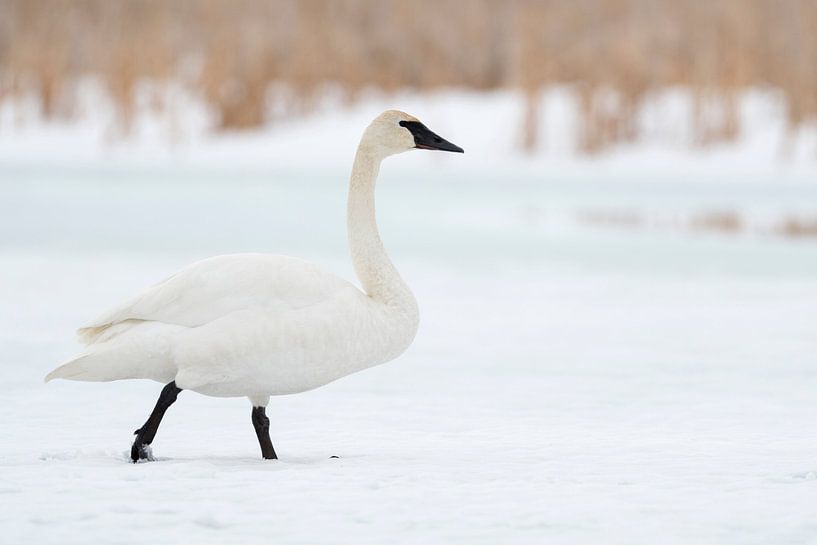 Trumpeter Swan ( Cygnus buccinator ) in winter, walking over a frozen snow and ice covered rive by wunderbare Erde