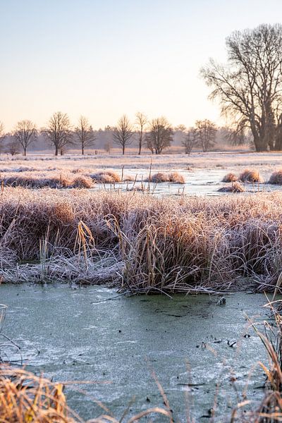 Prairie et arbres en hiver, photo de paysage le matin par Fotos by Jan Wehnert