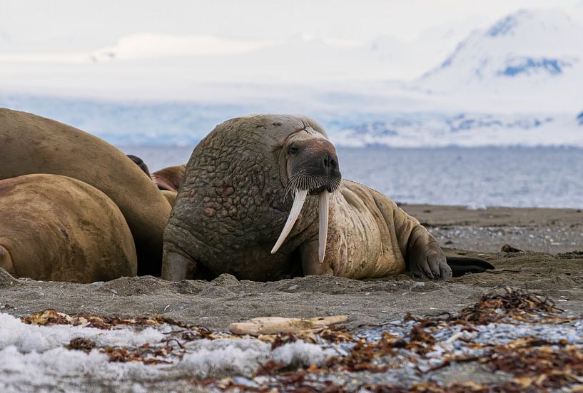 Walross von Merijn Loch