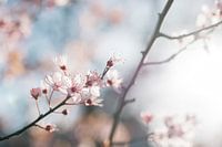 Pink blossom II - botanical photography